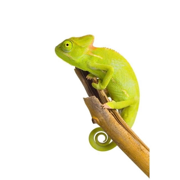 Veiled Chameleon  Poster Print