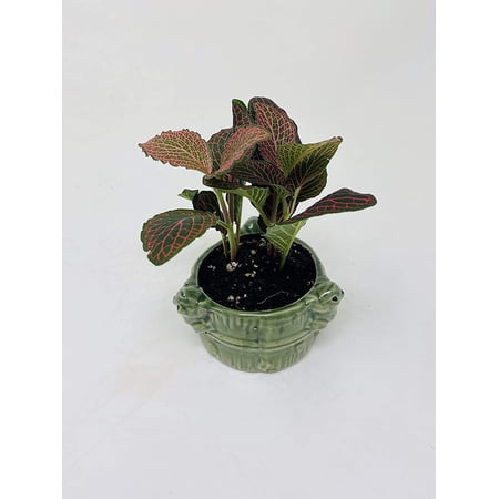 Veined Nerve Fittonia Plant in Small Frog Vase -JMBamboo