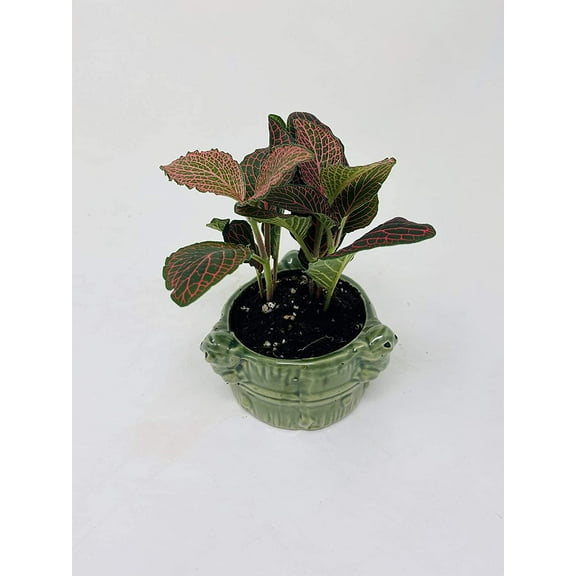 Veined Nerve Fittonia Plant in Small Frog Vase -JMBamboo