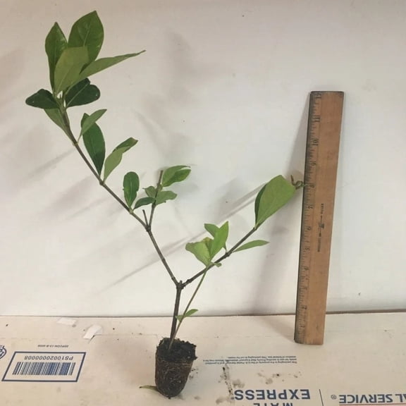 Veitchii Gardenia Live Starter Plants (2 Plants) – Less Than 12 Inches Tall