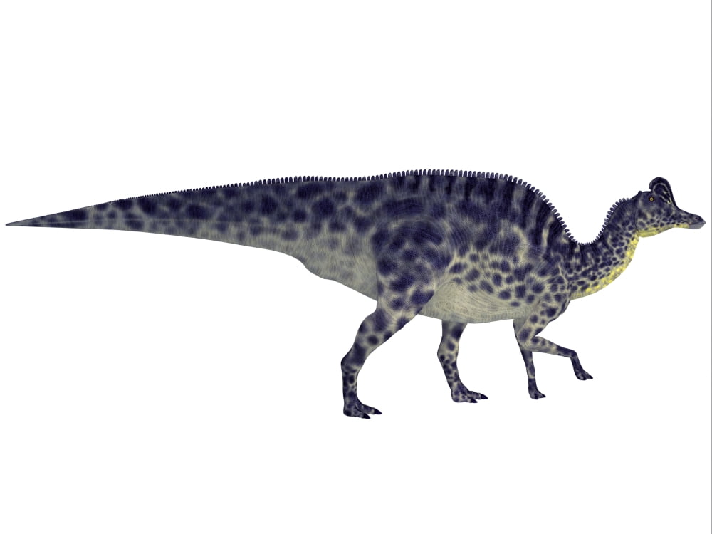 Velafrons duck-billed dinosaur Canvas Art - Corey FordStocktrek Images (17 x 13)