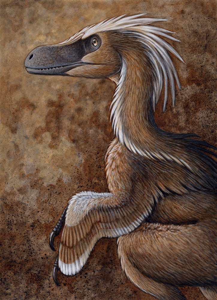 Velociraptor a dromaeosaurid dinosaur of the Cretaceous Period Canvas Art - H Kyoht LutermanStocktrek Images (12 x 17)