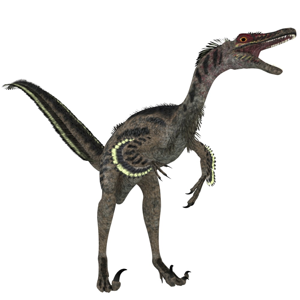Velociraptor a theropod dinosaur from the late Cretaceous Period Canvas Art - Corey FordStocktrek Images (29 x 29)