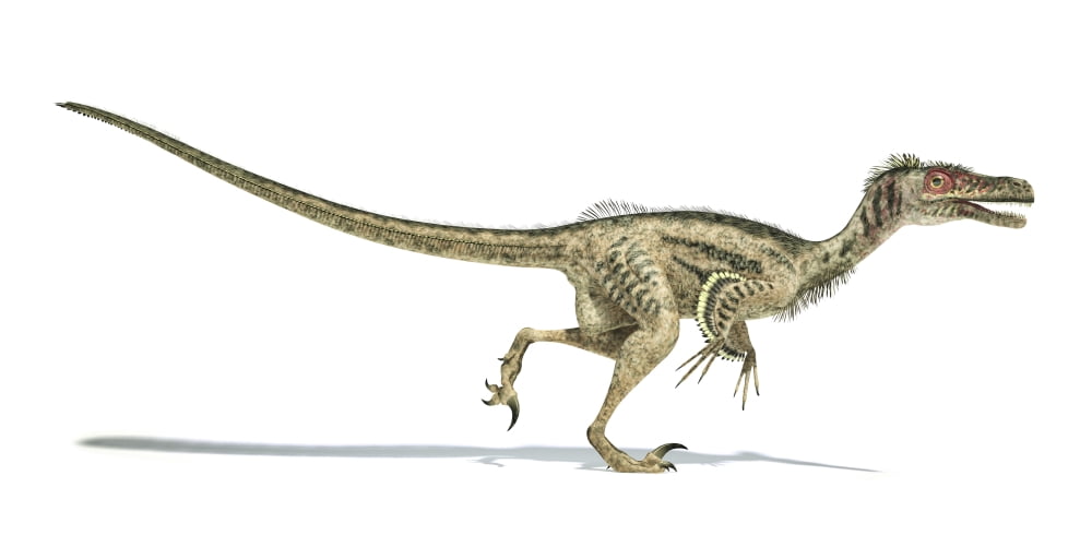 Velociraptor dinosaur on white background Canvas Art - Leonello CalvettiStocktrek Images (40 x 20)
