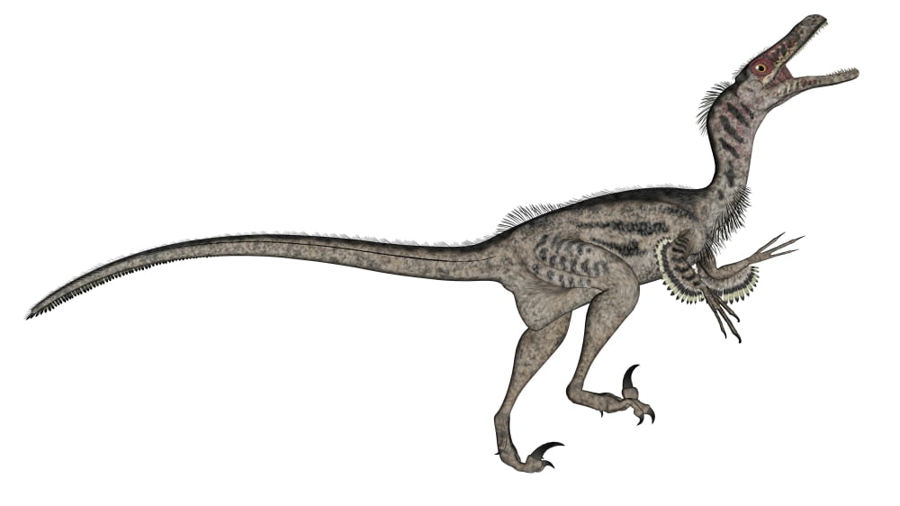 Velociraptor dinosaur roaring white background Canvas Art - Elena DuvernayStocktrek Images (38 x 22)