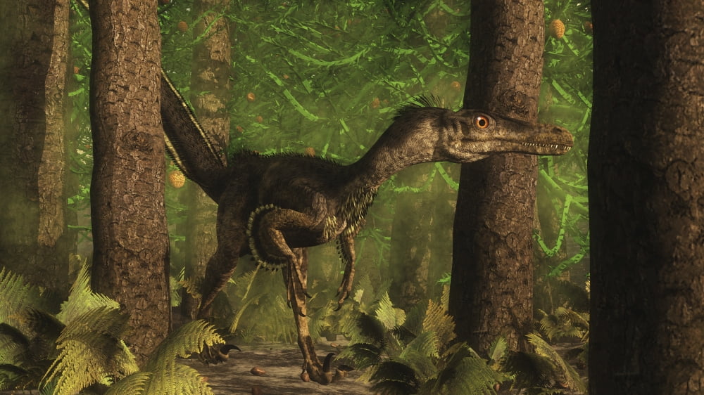 Velociraptor dinosaur stands alert in an Araucaria tree forest Canvas Art - Elena DuvernayStocktrek Images (19 x 11)