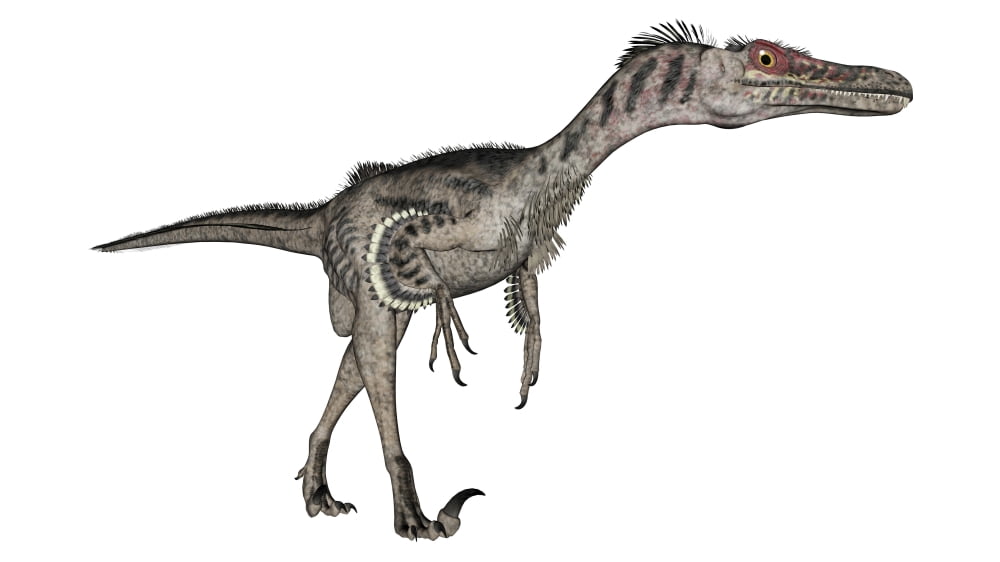Velociraptor dinosaur white background Canvas Art - Elena DuvernayStocktrek Images (19 x 11)
