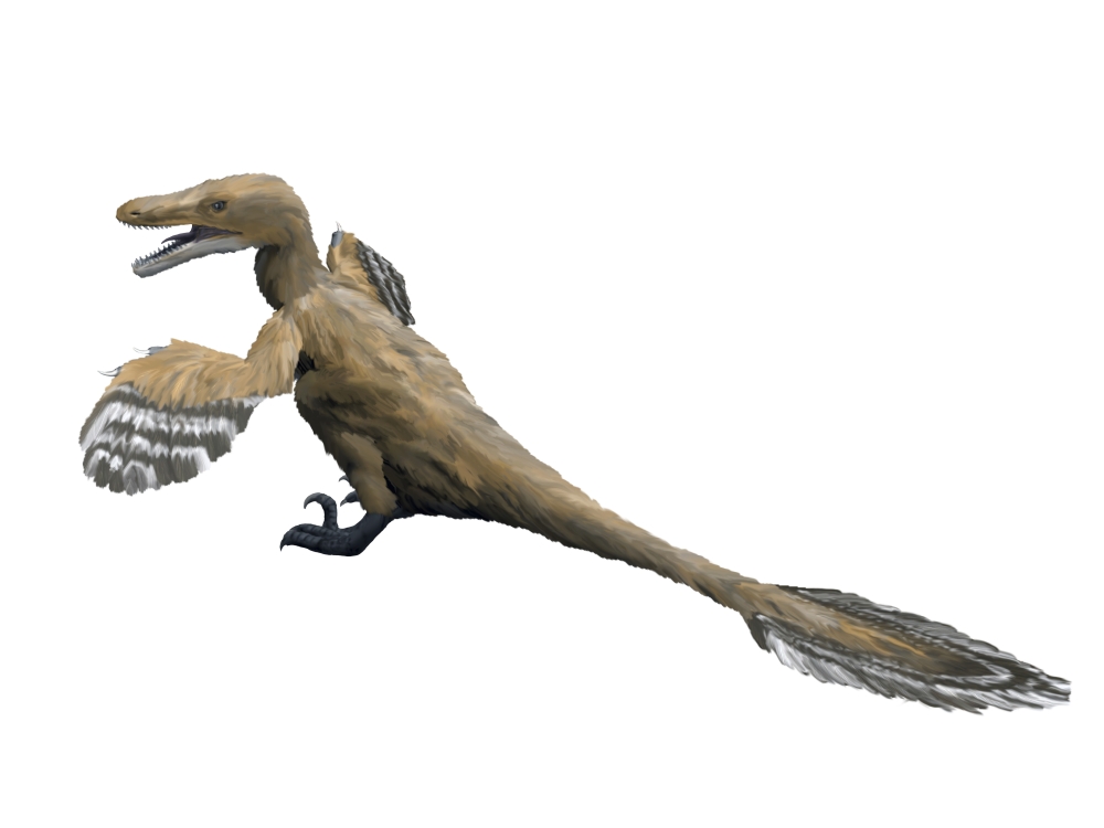 Velociraptor mongoliensis Late Cretaceous of Mongolia Canvas Art - Nobumichi TamuraStocktrek Images (33 x 25)