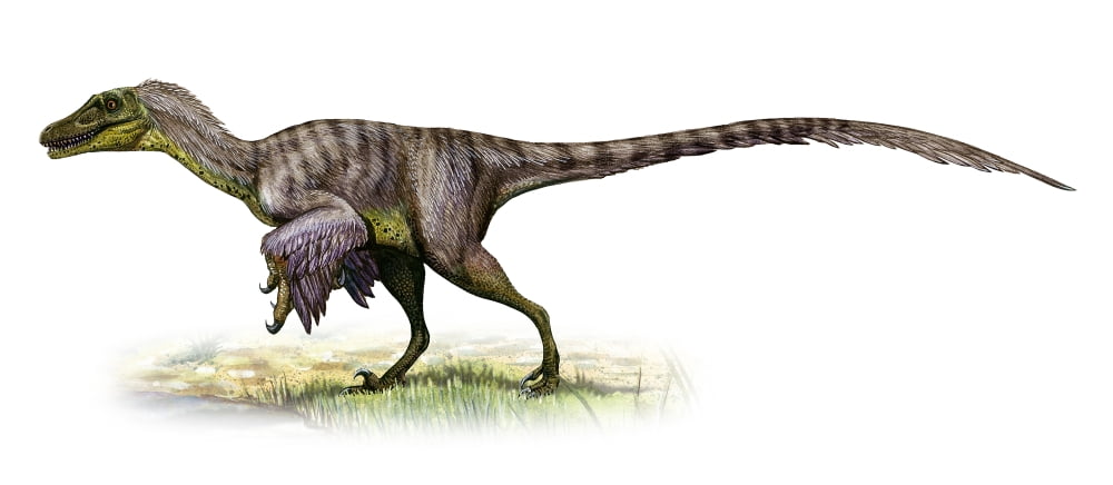 Velociraptor mongoliensis a prehistoric era dinosaur Canvas Art - Sergey KrasovskiyStocktrek Images (22 x 10)
