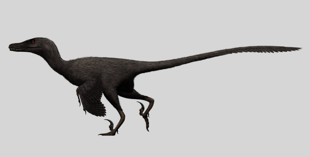 Velociraptor mongoliensis was a mid-sized dinosaur from the Cretaceous Period Canvas Art - Christian MasnaghettiStocktrek Images (40 x 21)