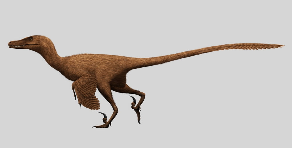 Velociraptor mongoliensis was a mid-sized dinosaur from the Cretaceous Period Canvas Art - Christian MasnaghettiStocktrek Images (40 x 21)