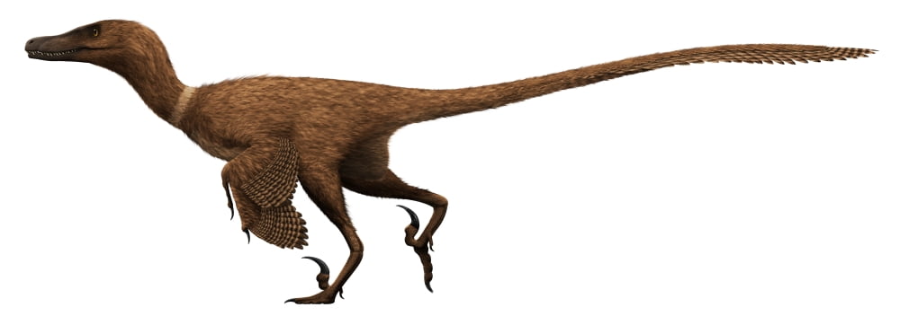 Velociraptor mongoliensis was a mid-sized dinosaur from the Cretaceous Period Canvas Art - Christian MasnaghettiStocktrek Images (46 x 17)