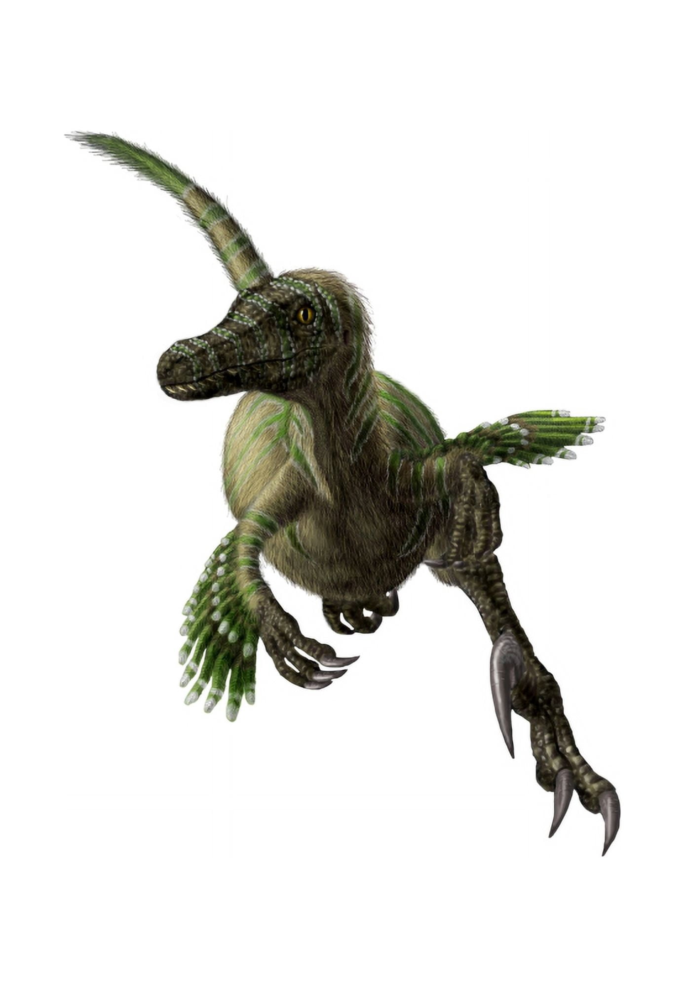 Velociraptor white background Canvas Art - Yuriy PriymakStocktrek Images (12 x 17)