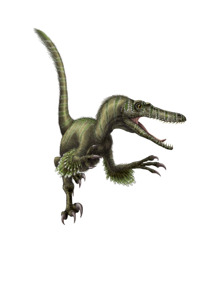 Velociraptor white background Canvas Art - Yuriy PriymakStocktrek Images (24 x 34)