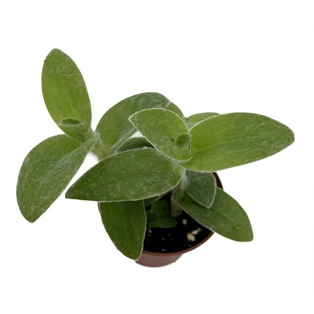Velvet Hill Tradescantia sillamontana - 2.5" Pot - Easy Succulent Plant