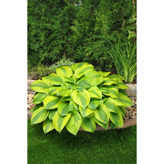 Velvet Moon Hosta - 4" Pot - New - Thick Golden Yellow Edges