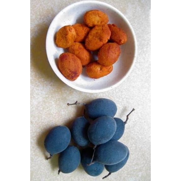 Velvet Tamarind Plum Tree Seeds for Planting (10 Seeds) - Dialium indum