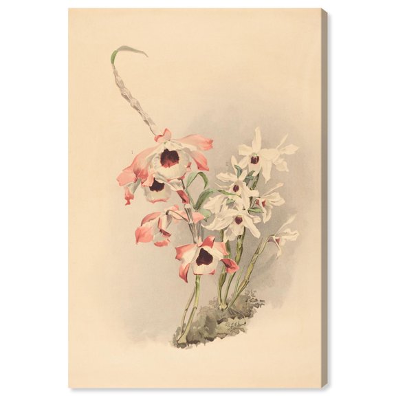 Velvet Throat Canvas Print Botanical Art by Art Remedy, Gallery Wrapped, 20 x 30