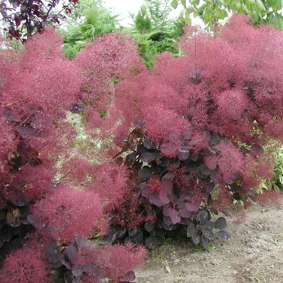 Velveteeny™ Dwarf Purple Smokebush ( cotinus ) - Live Plant ( 1 QT ) - Full Sun - Compact Habit