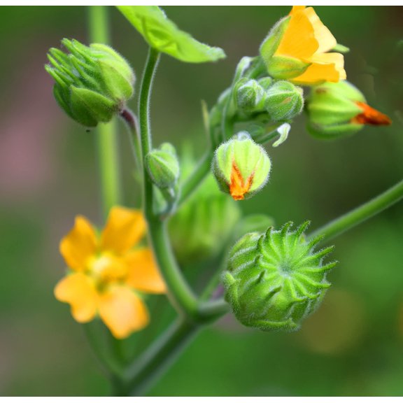 Velvetleaf Plant Seeds for Planting - 50 Seeds - Button Bush Plant - Abutilon theophrasti _ Velvet Leaf
