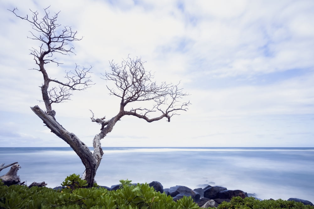 Venerable tree looking out over the pacific Wailua Kauai Hawaii United States of America Canvas Art - Ian Ludwig Design Pics (19 x 12)