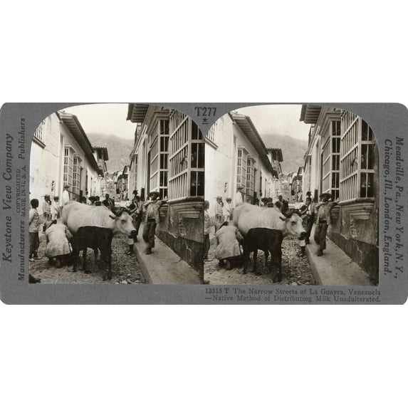 Venezuela: La Guaira. /N'The Narrow Streets Of La Guaira, Venezuela - Native Method Of Distributing Milk Unadulterated.' Stereograph, C1915. Poster Print by (24 x 36)