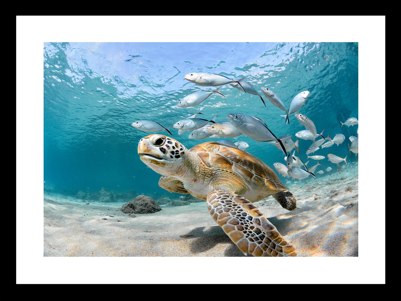 Venice Beach Collection's Bright Sea Turtle Beauty 14x18