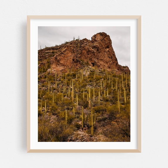 Ventana Canyon Cacti - Catalina Foothills Arizona Photography Desert Cactus Landscape Nature Scenic Wilderness Mountain Oak Framed Wall Art Print 16 x 20 inches