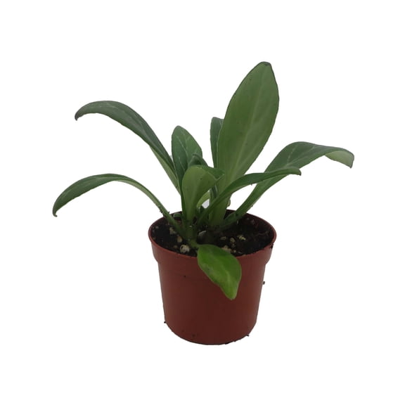Venus Asian Violet - Primulina - 2.5" Pot - Blooming House Plant