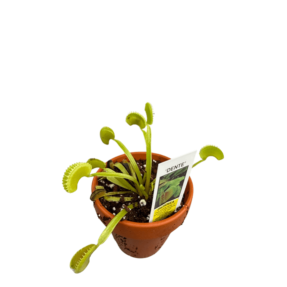 Venus Fly Trap Plant - CARNIVOROUS - 3" Clay Pot - Dionaea muscipula Dente