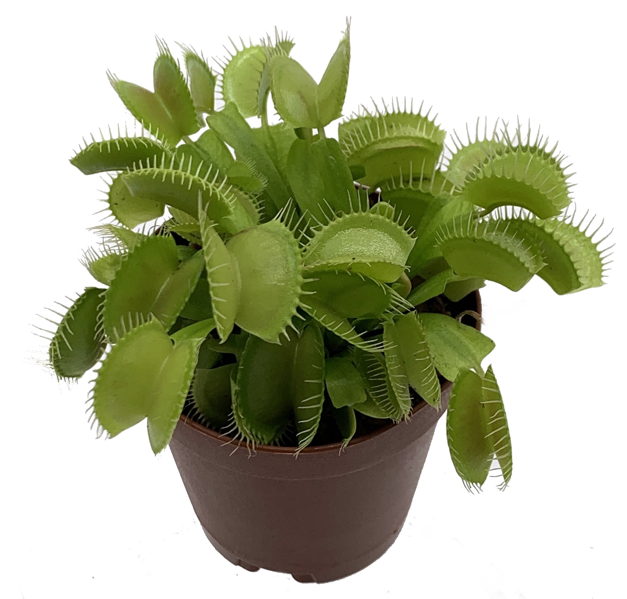 Venus Fly Trap in 3" Clay Pot