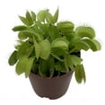 thumbnail image 1 of Venus Fly Trap Plant - CARNIVOROUS - Dionaea - 2" Pot, 1 of 4