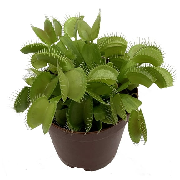 Venus Fly Trap Plant - CARNIVOROUS - Dionaea - 2" Pot