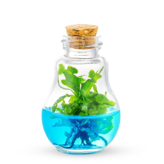 Venus Fly Trap Plant Terrarium, Self-Growing, Maintenance Free, 100% Growth Guarantee, 2 x 2 x 3 inches