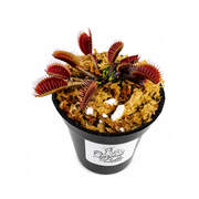 Venus Flytrap Akai Ryu Carnivorous Plant in 2 Pot