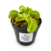 Venus Flytrap Chinese Dumplings Rare Carnivorous Plant in 2" Pot
