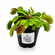 Venus Flytrap Flexx Carnivorous Plant in 2" Pot