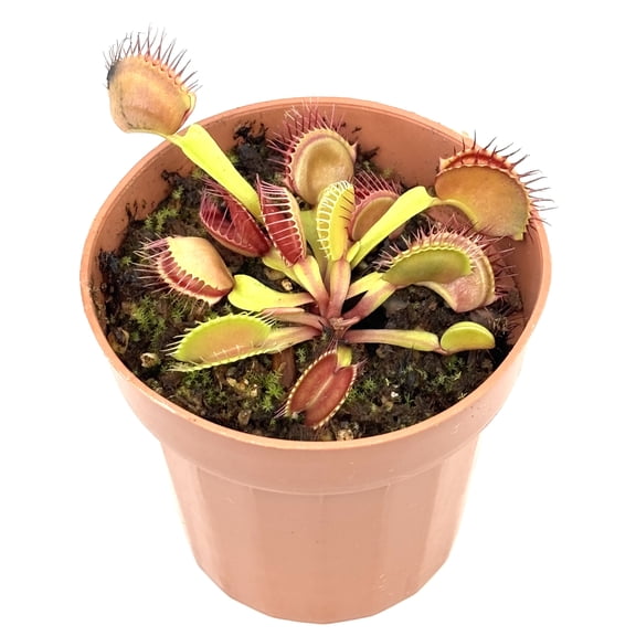 Venus Flytrap Dionaea Muscipula Carnivorous Houseplants, 3" Pot