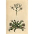 thumbnail image 1 of Venus Flytrap, Dionaea Muscipula Carnivorous Plant Poster Print By ® Florilegius Mary Evans (24 X 36), 1 of 3