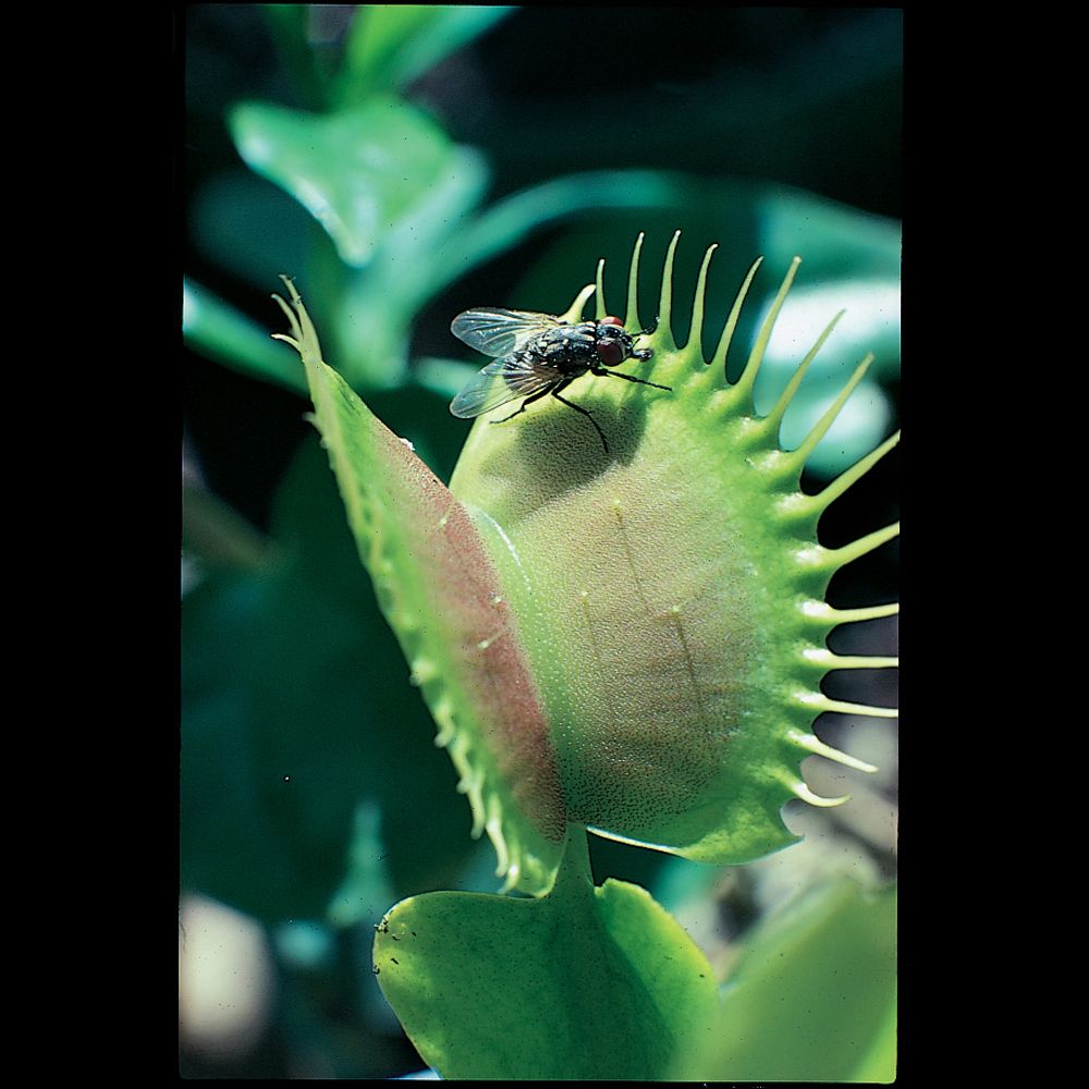 Venus Flytrap (Dionaea Muscipula) Tissue Culture Kit