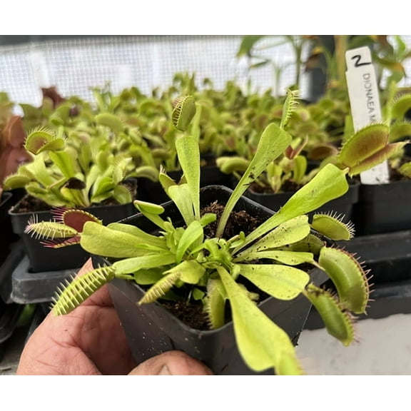 Venus Flytrap  Dionaea muscipula  Carnivorous Plant