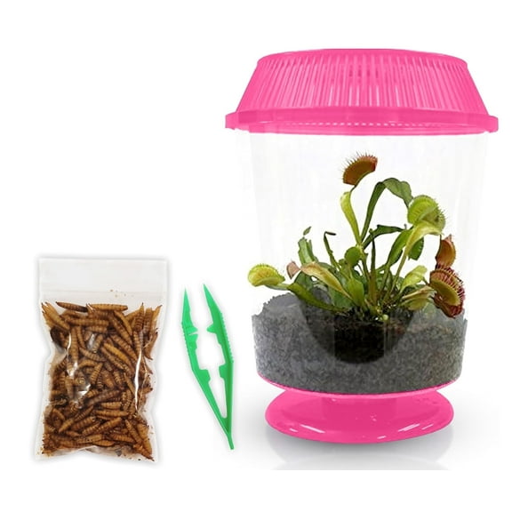 Live Venus Flytrap Kit with Carnivorous Plant Food & Tweezers in 4.5” Pink Terrarium – Indoor Bug-Eating Plant Gift for Kids & Adults Fly Trap