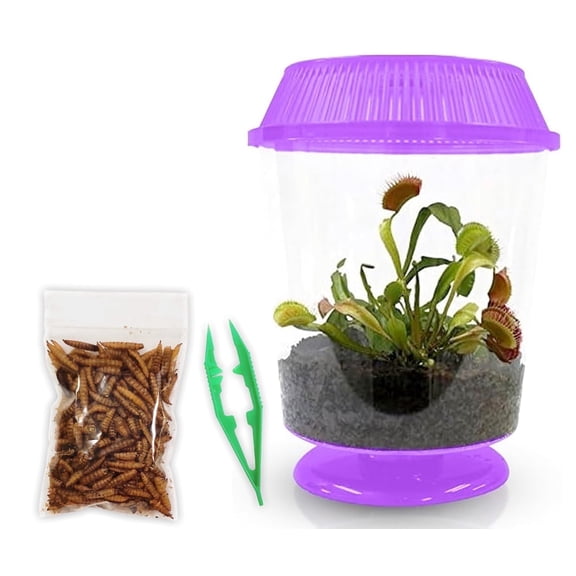 Live Venus Flytrap Plant Kit in 4.5" Purple Terrarium – Includes Food & Tweezers – Easy Indoor Carnivorous Houseplant Gift Fly Trap