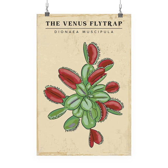 Venus Flytrap Poster - Smartprints Designs,