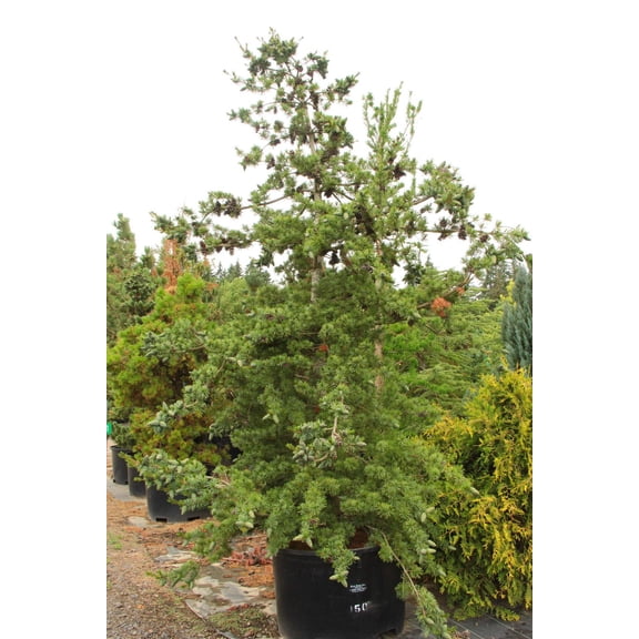 Venus' Japanese White Pine Pinus parviflora 'Venus'- Elegant Evergreen for Gardens & Containers- Drought & Deer Resistant 15 Gallon