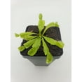 Venus flytrap (Dionaea muscipula) 'Triton'