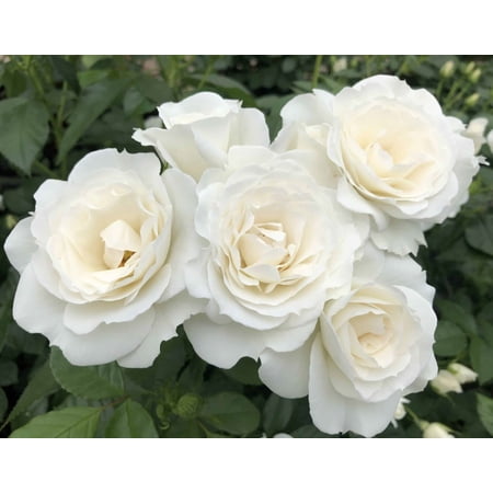Veranda® White Shrub Rose - Live Plant - ( 1 QT )