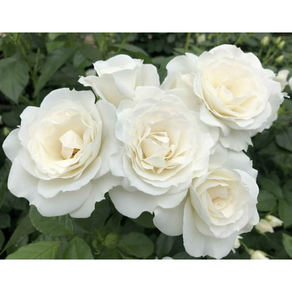 Veranda White Shrub Rose - Live Plant - ( 1 QT )