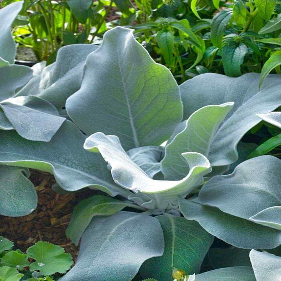 Verbascum Arctic Summer Silver Mullein Garden Flower Plant Seeds - 500 Seeds