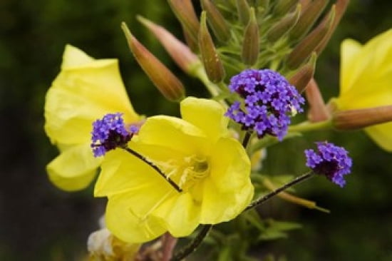 Verbena Bonariensis and Evening Primrose Ireland Canvas Art - Panoramic Images (24 x 16)